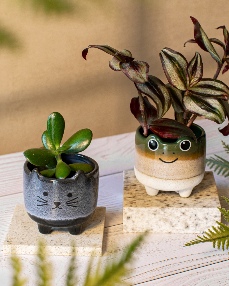 Mojave Mini Cat Planter in Charcoal
