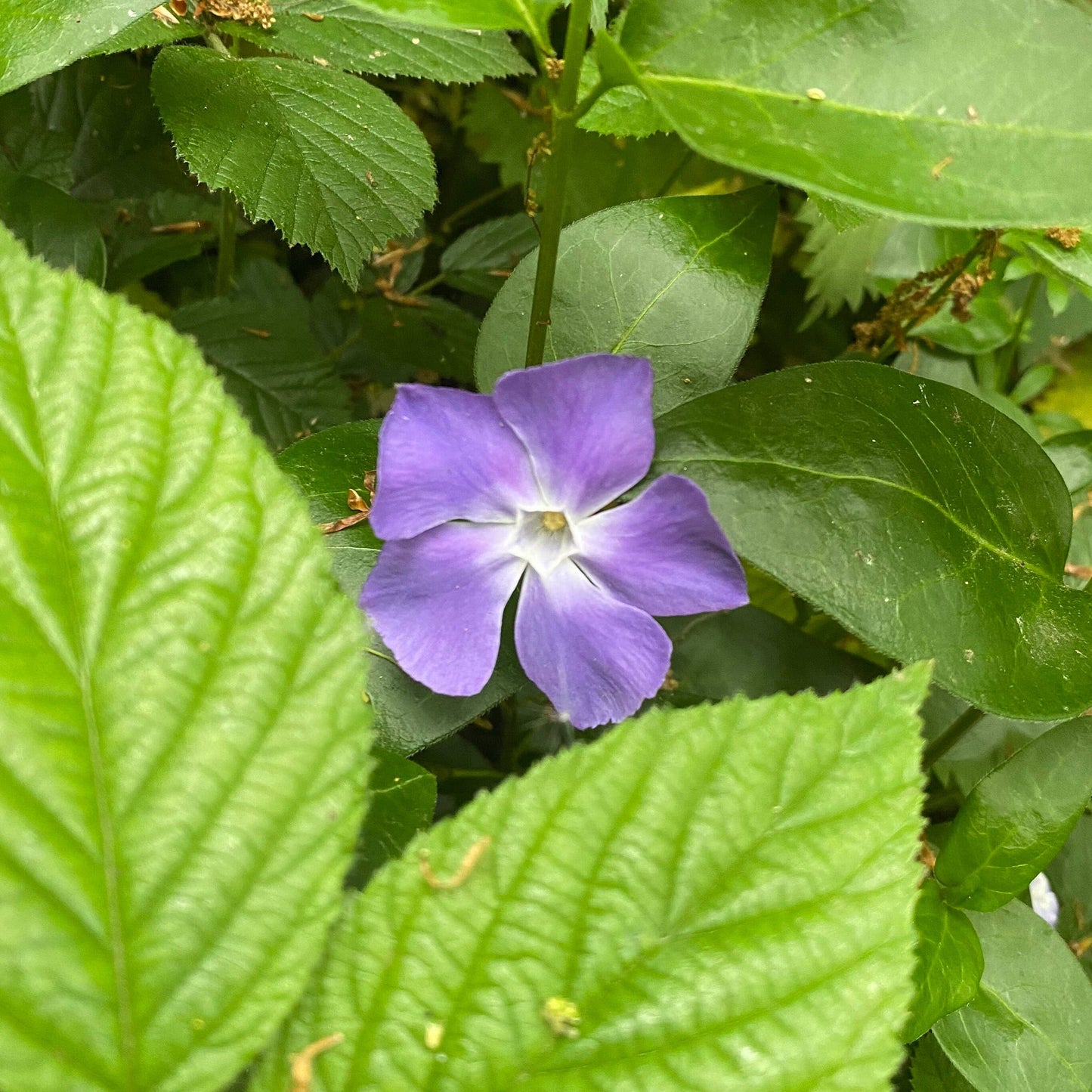 Periwinkle Blue Flower Mini Stud Earrings