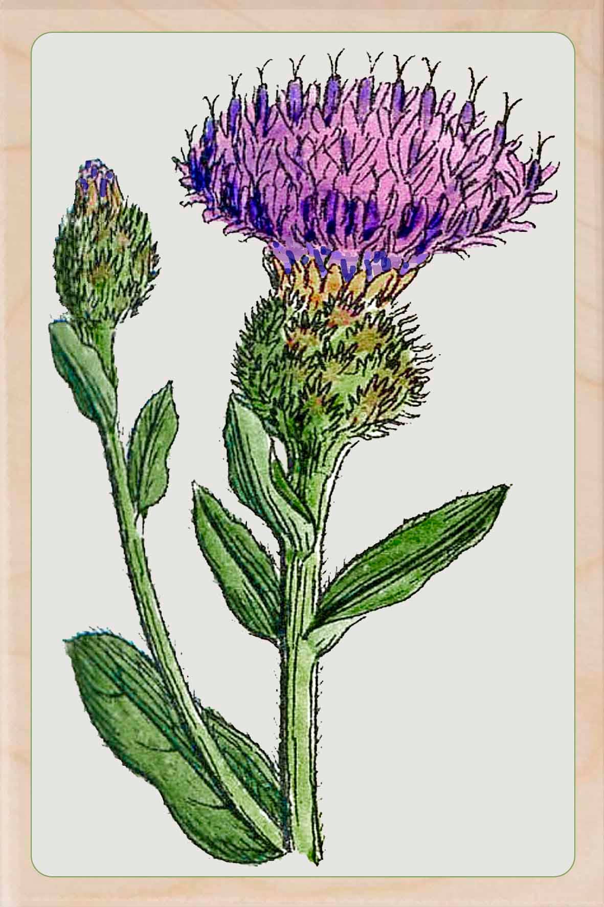 Scottish Thistle Magnet