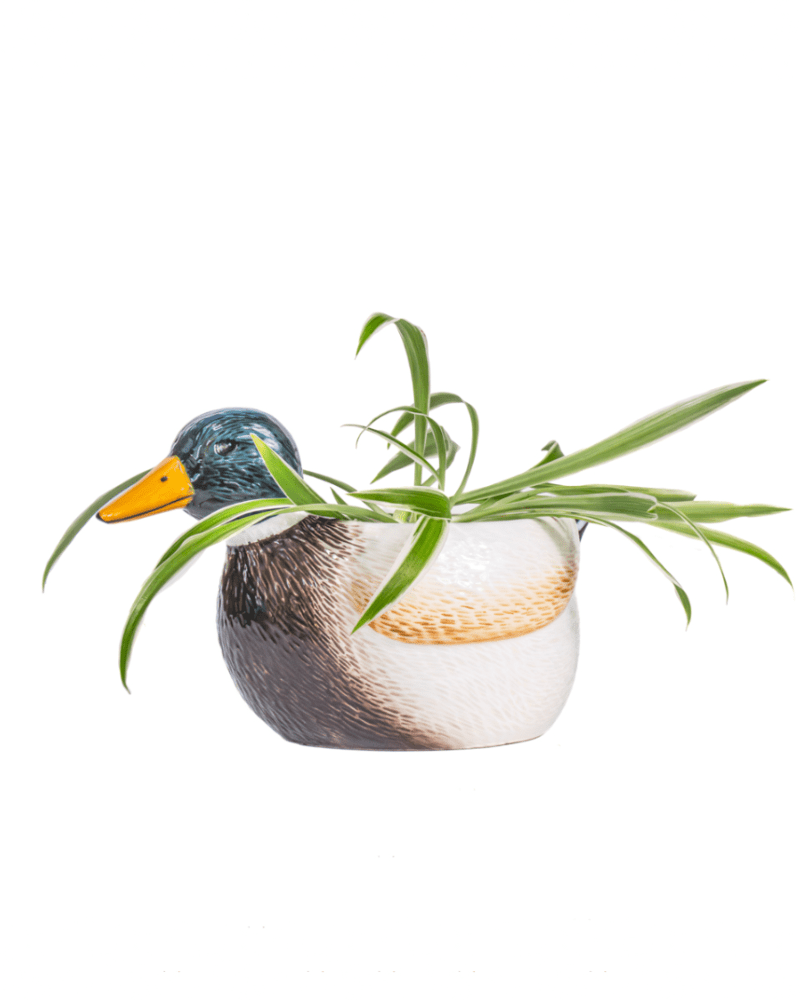 Mini Mallard Duck Planter - Pink Poodle Boutique - XDC734