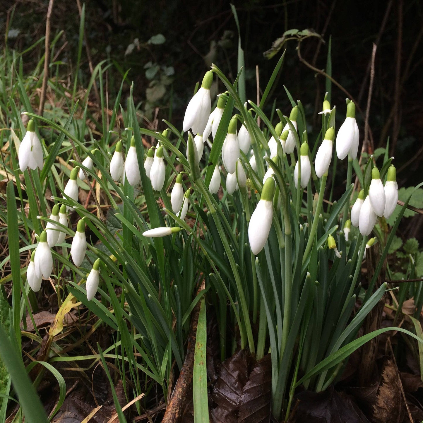Snowdrop Flower Double Drop Earrings in Silver Tone