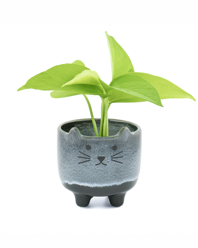 Mojave Mini Cat Planter in Charcoal