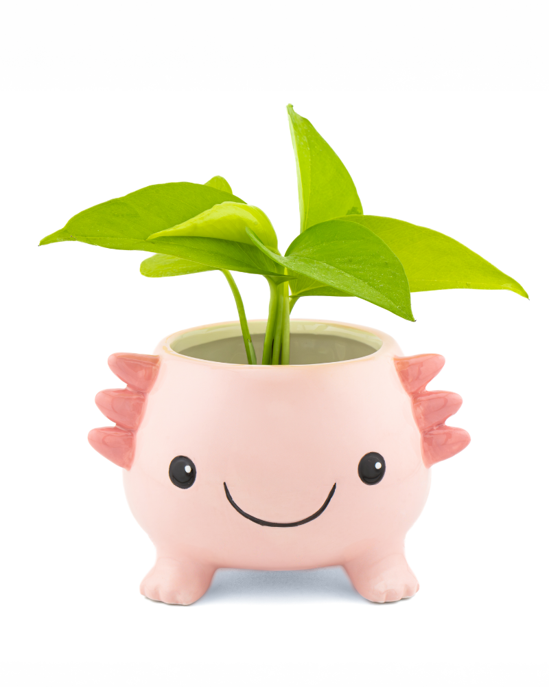 Axolotl Planter on Legs
