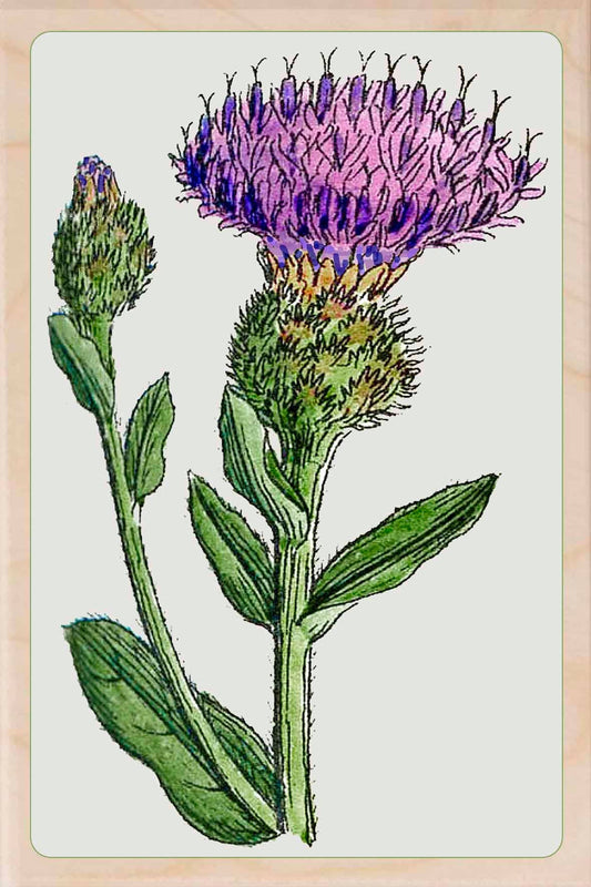 Scottish Thistle Magnet
