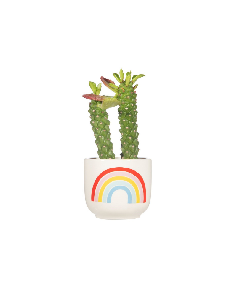 Chasing Rainbows Planter Mini