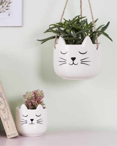 Cat's Whiskers Hanging Planter