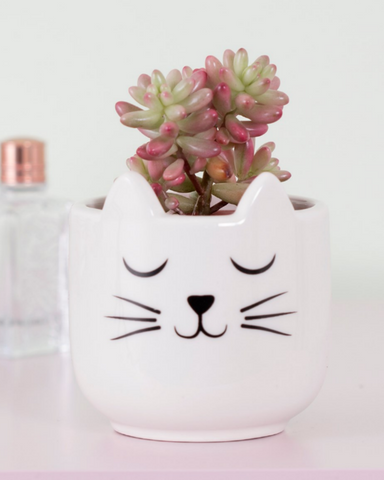Mini Cat's Whiskers Planter