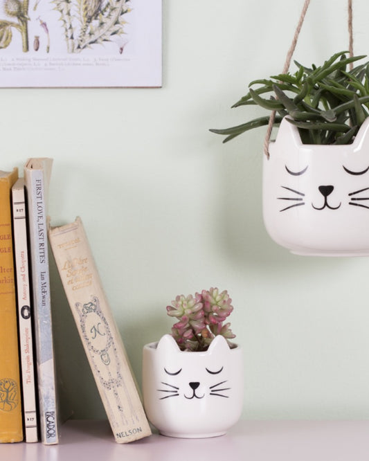 A purr-fect indoor planter thats's the Cat's Whiskers. This mini planter features illustrative whiskers and cute kitty cat ears.
