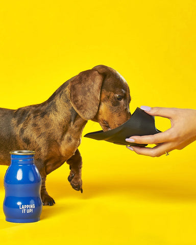 Dog Travel Water Bottle And Bowl